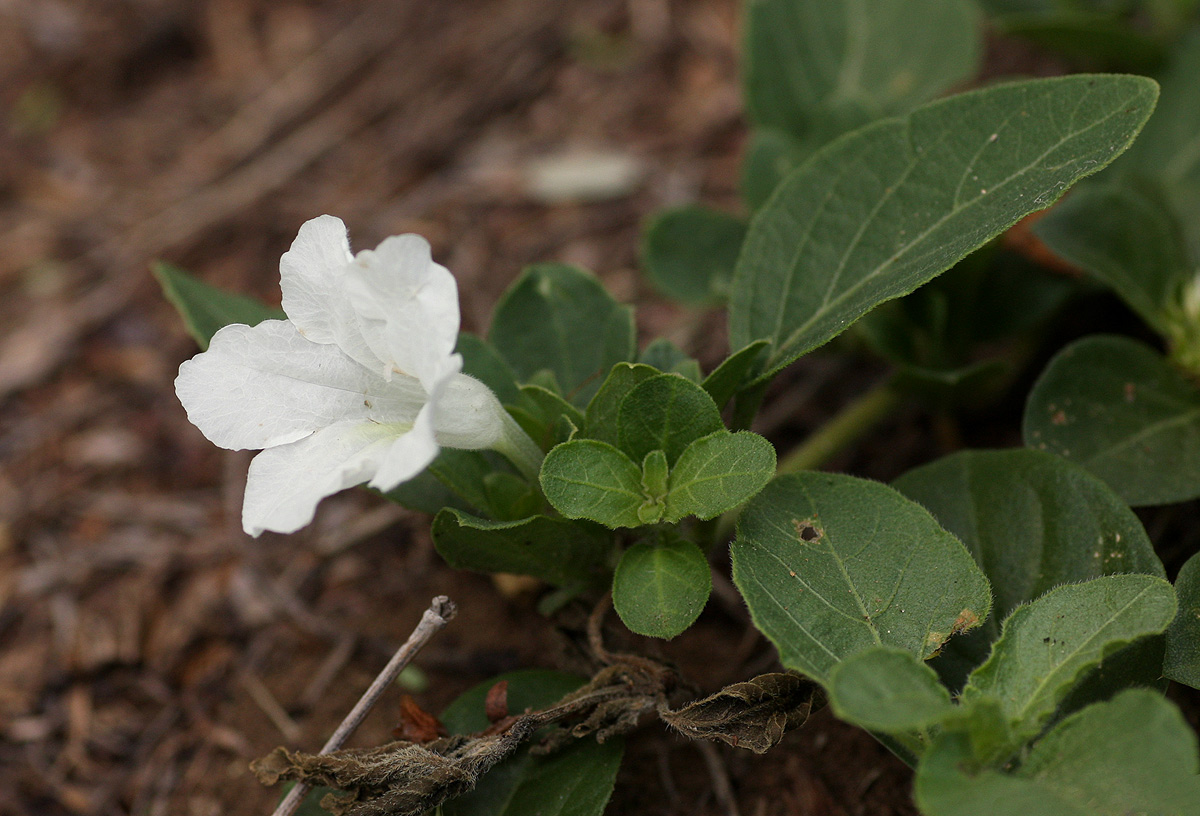 Ruellia patula