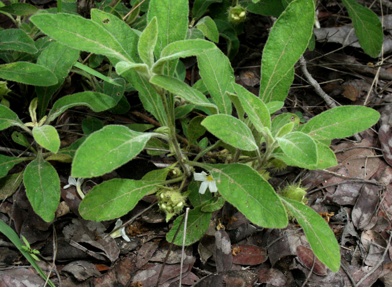 Crabbea velutina Crabbea velutina
