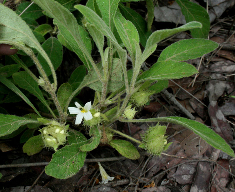 Crabbea velutina Crabbea velutina