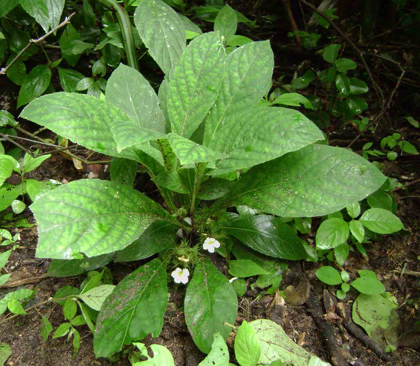 Crabbea velutina Crabbea velutina