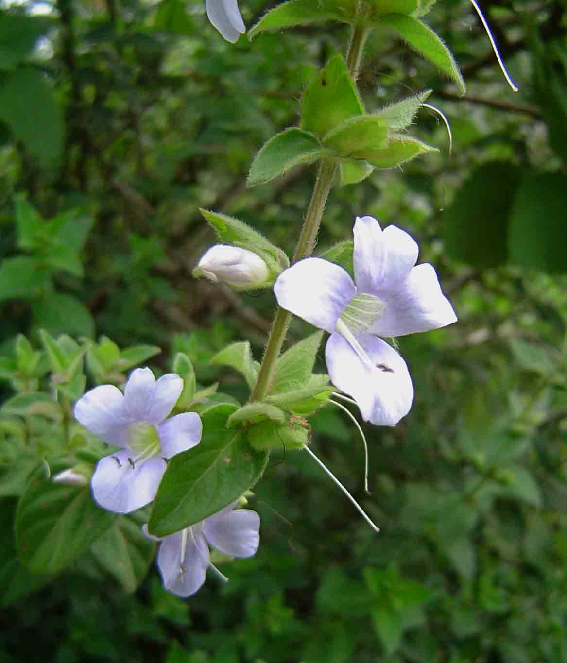 Barleria ventricosa