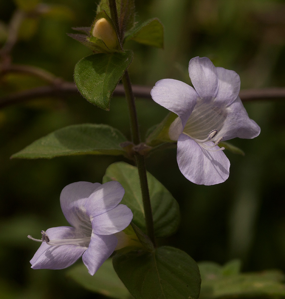 Barleria ventricosa