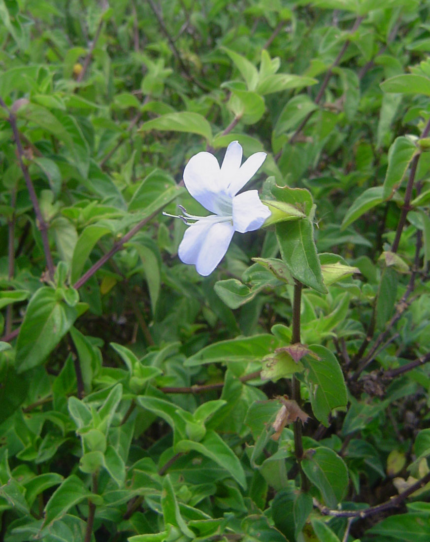 Barleria ventricosa