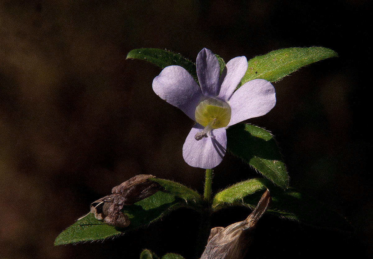 Barleria ventricosa Barleria ventricosa