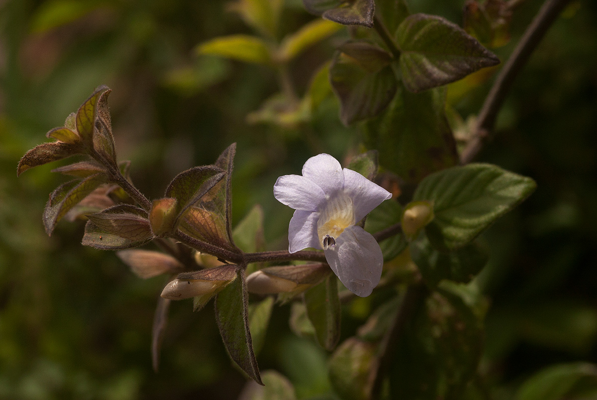 Barleria ventricosa