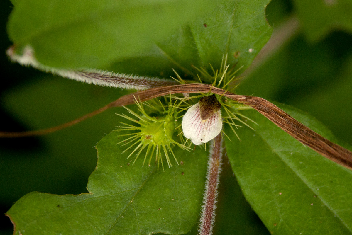 Blepharis maderaspatensis Blepharis maderaspatensis