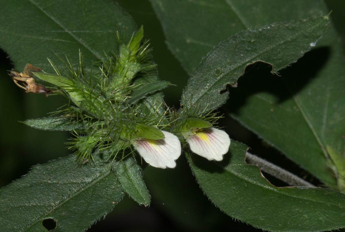 Blepharis maderaspatensis Blepharis maderaspatensis