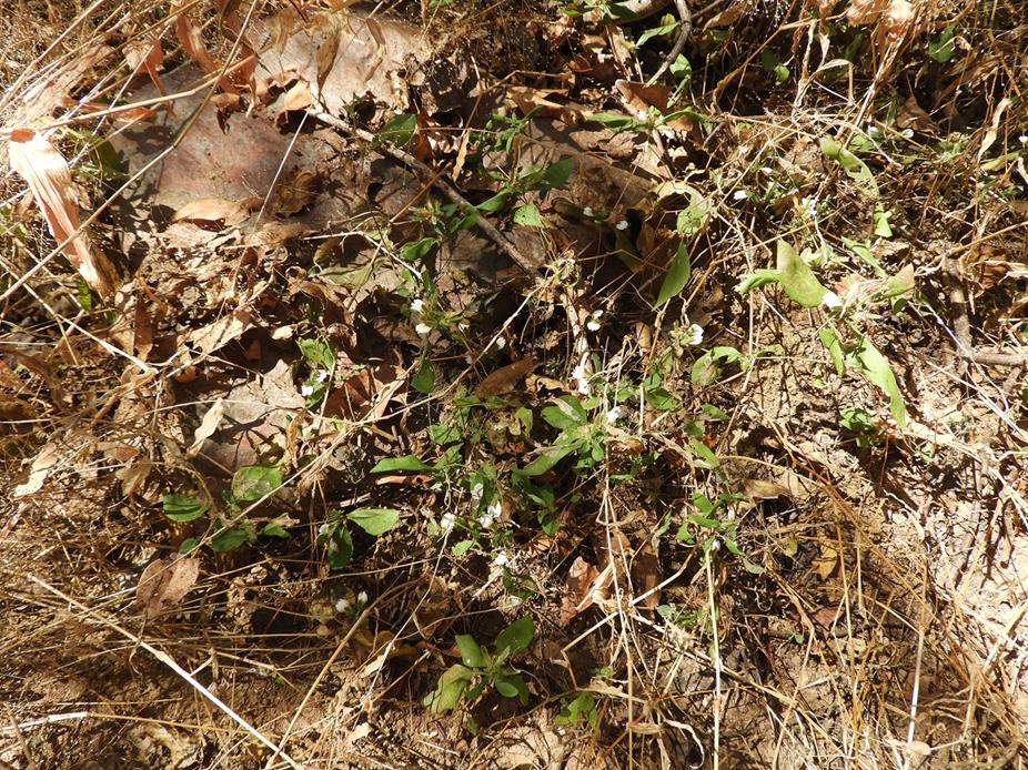 Blepharis maderaspatensis