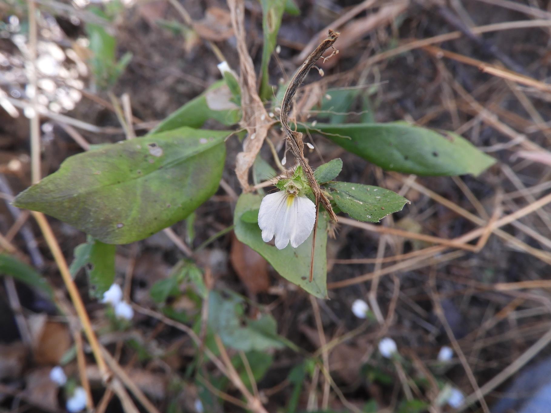 Blepharis maderaspatensis