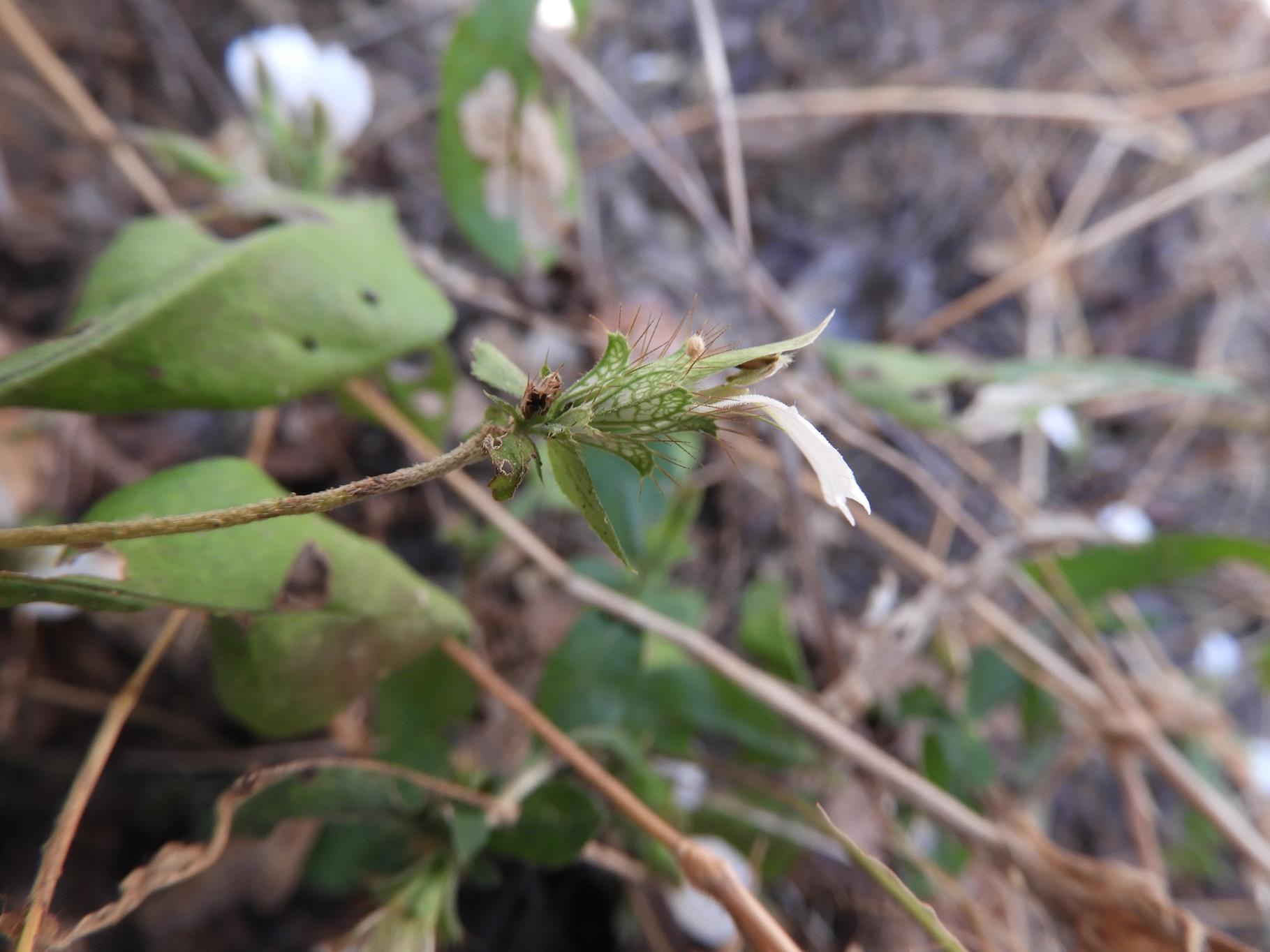 Blepharis maderaspatensis Blepharis maderaspatensis