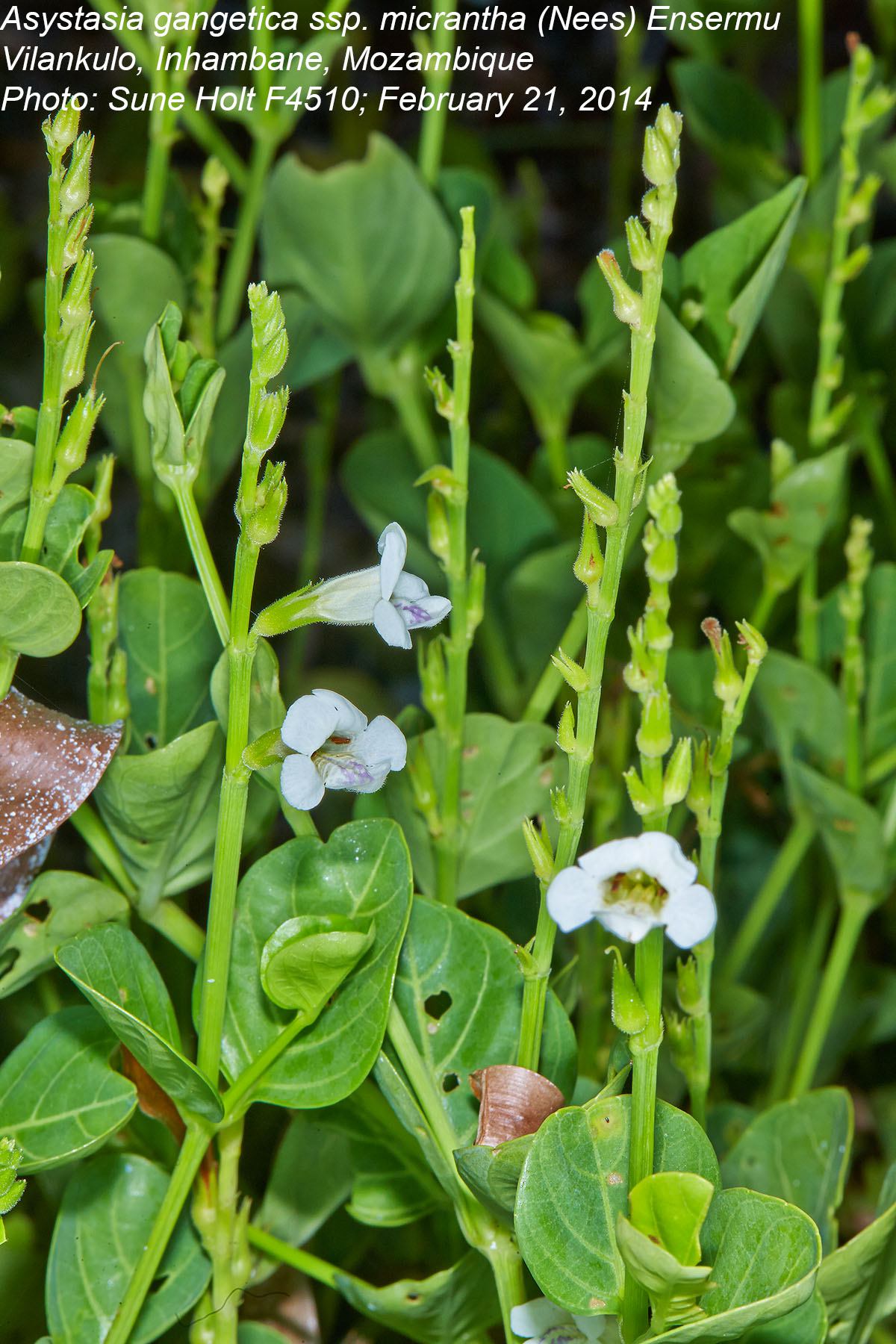 Asystasia intrusa Asystasia intrusa