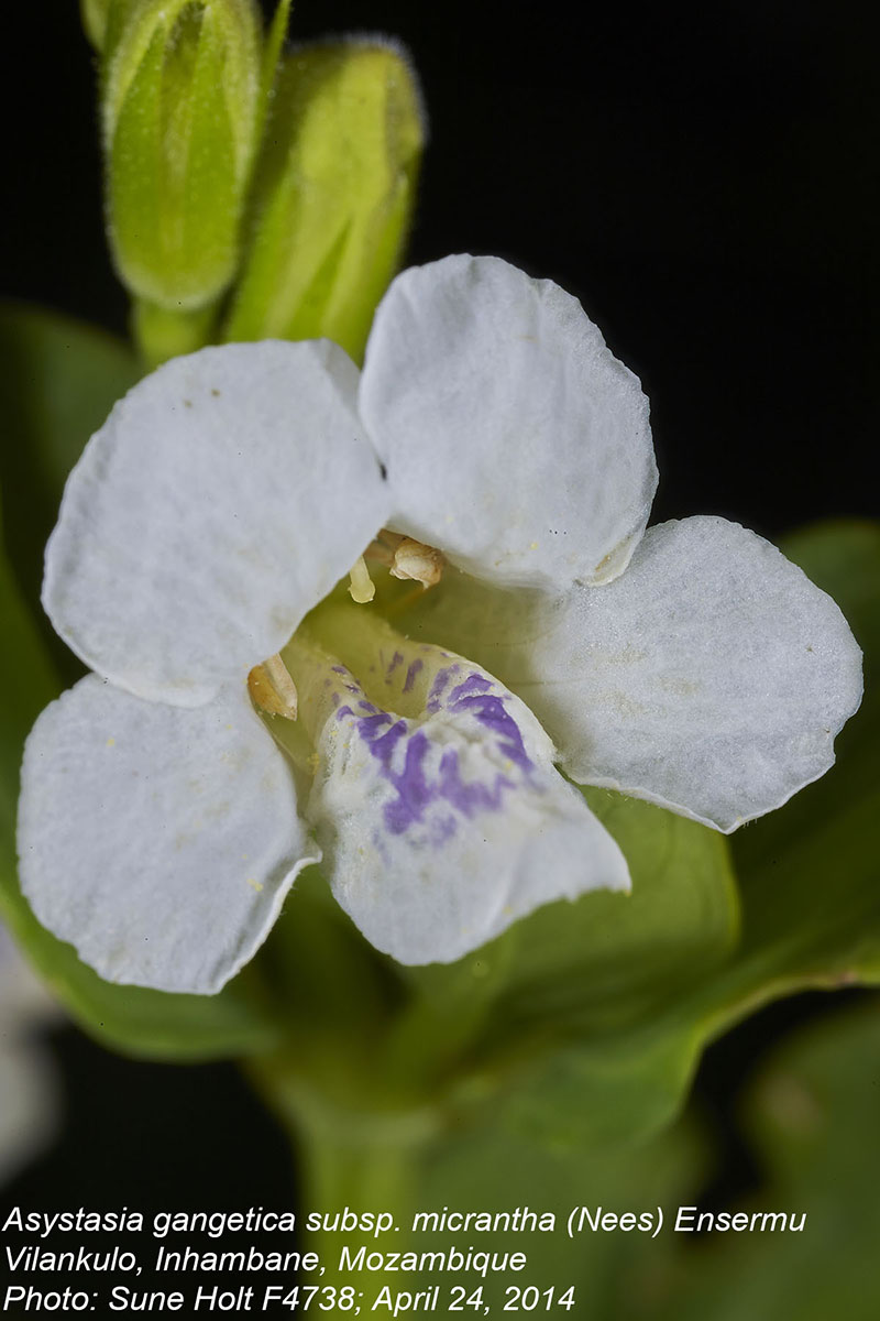 Asystasia intrusa Asystasia intrusa