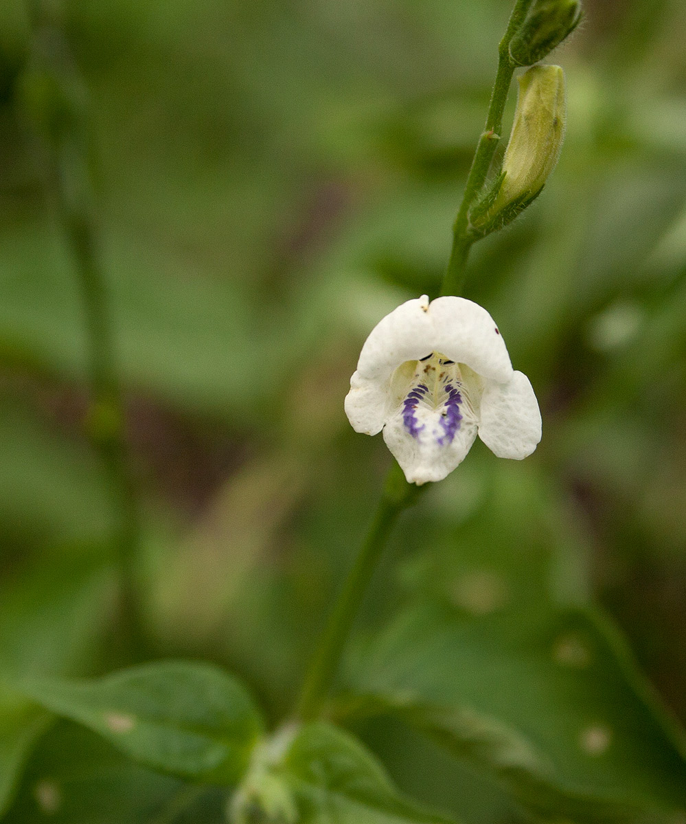 Asystasia intrusa Asystasia intrusa