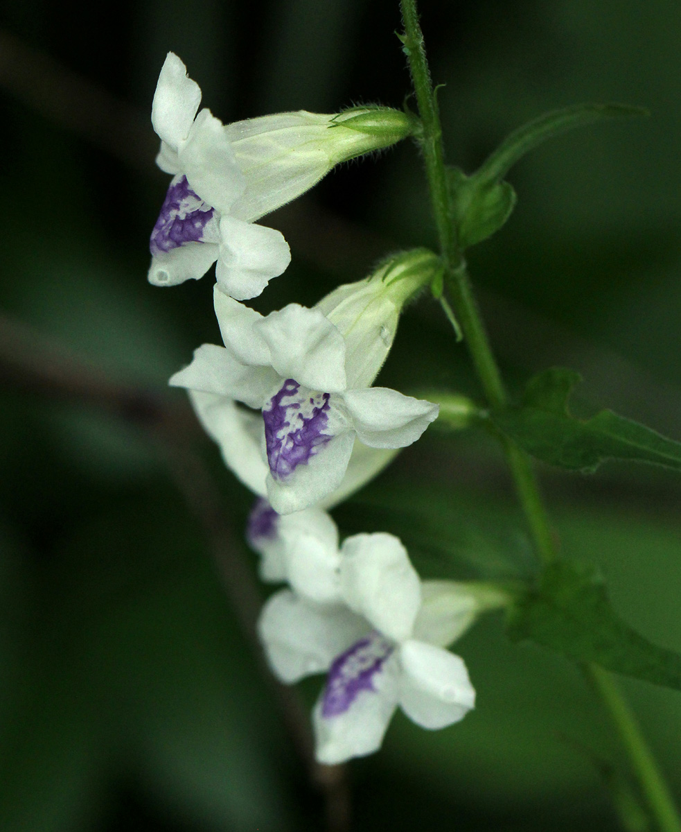 Asystasia intrusa Asystasia intrusa