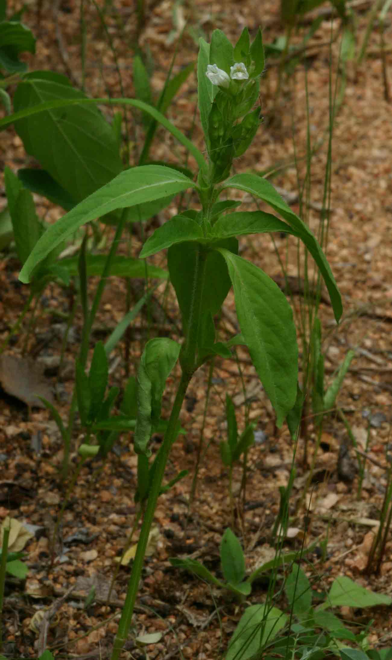 Asystasia mysorensis Asystasia mysorensis