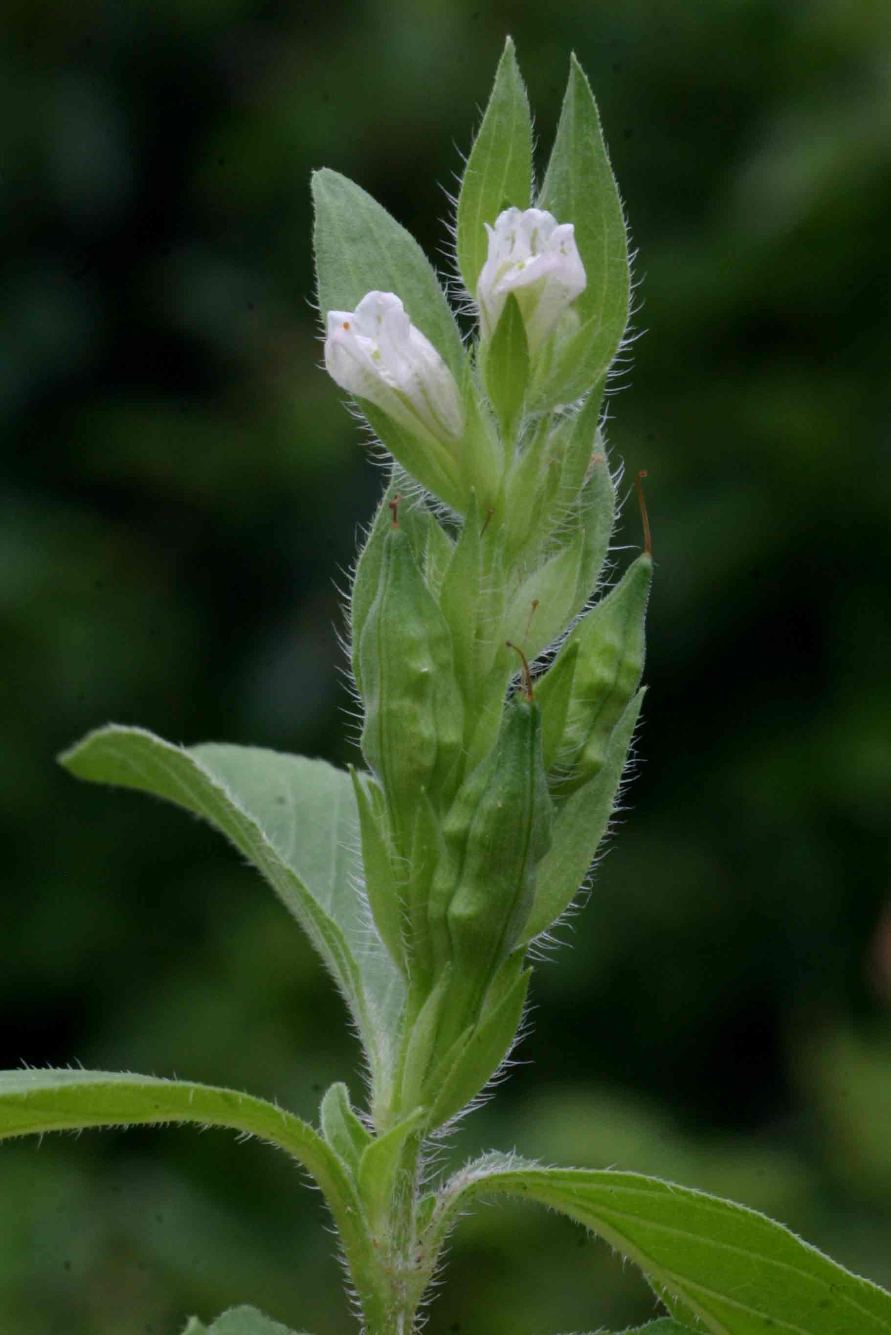 Asystasia mysorensis Asystasia mysorensis