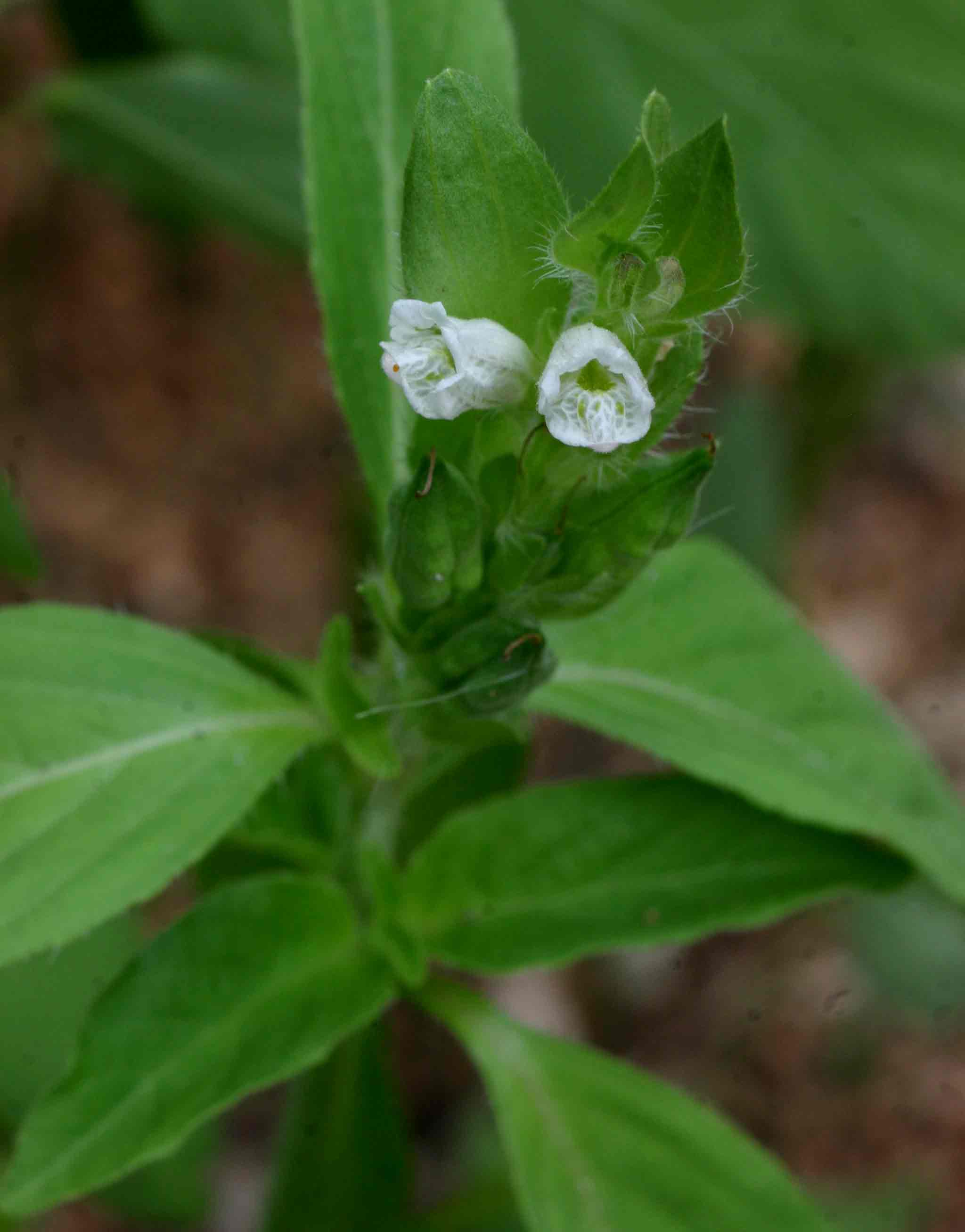 Asystasia mysorensis Asystasia mysorensis