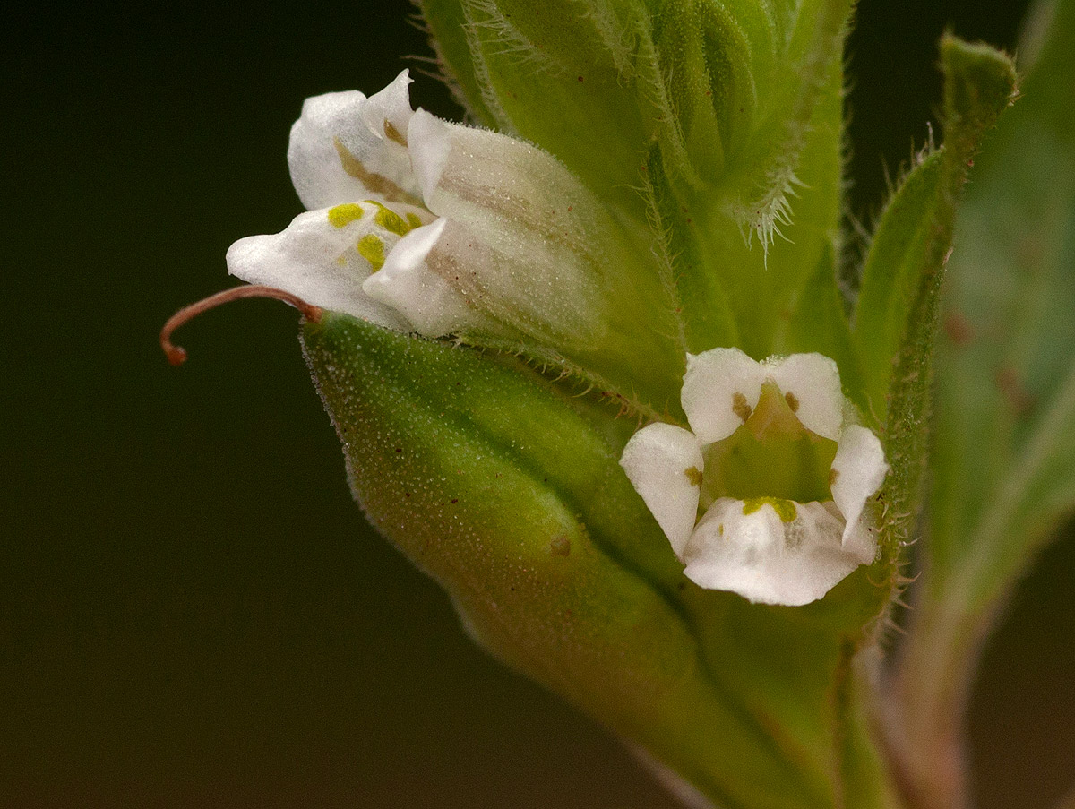 Asystasia mysorensis