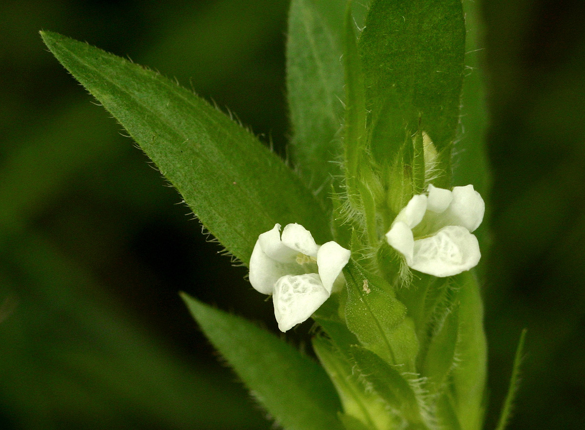 Asystasia mysorensis Asystasia mysorensis