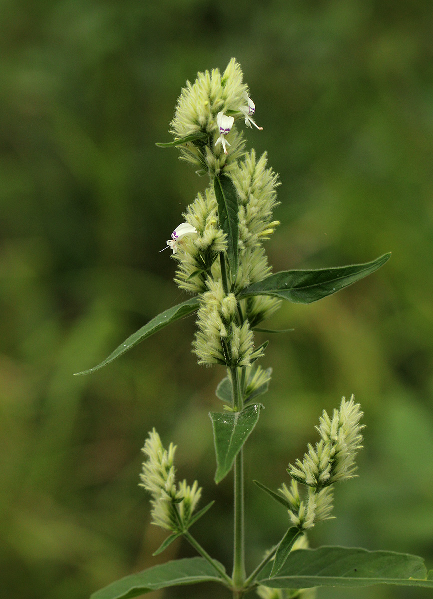 Hypoestes forskaolii subsp. forskaolii Hypoestes forskaolii subsp. forskaolii