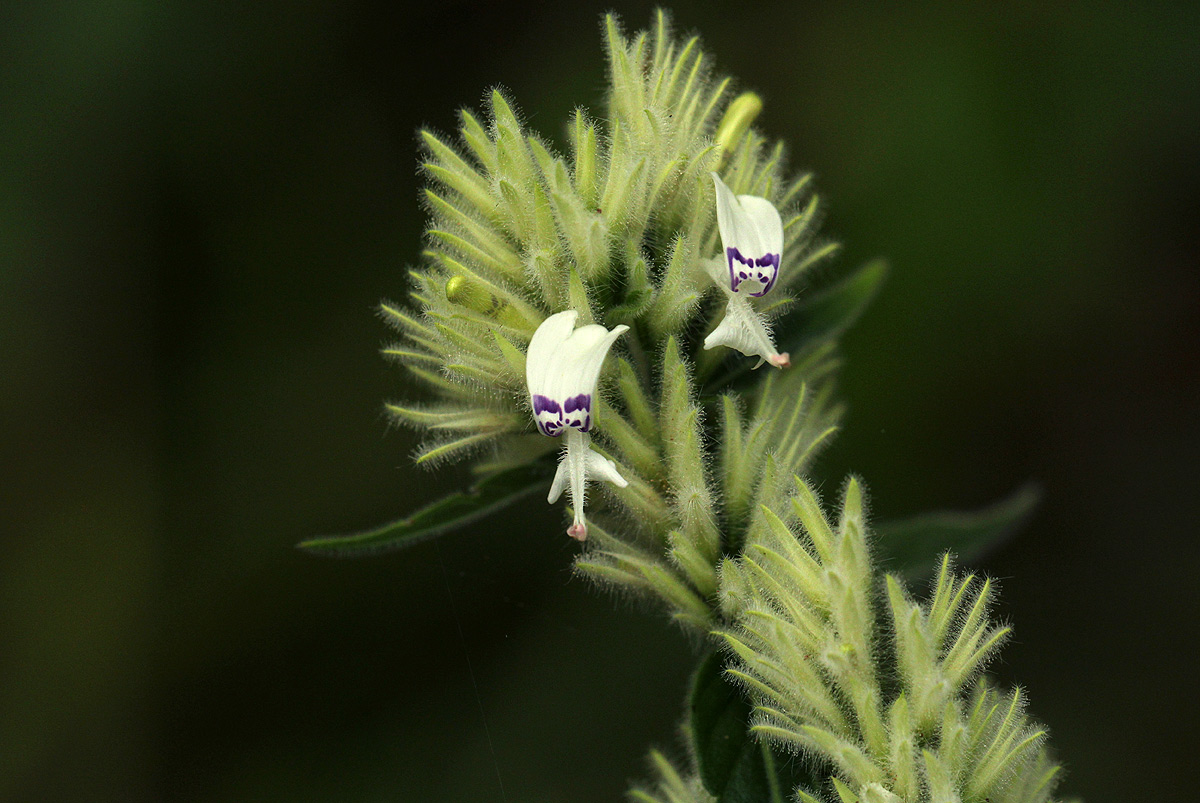 Hypoestes forskaolii subsp. forskaolii Hypoestes forskaolii subsp. forskaolii