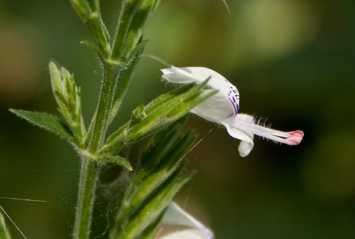 Hypoestes forskaolii subsp. forskaolii Hypoestes forskaolii subsp. forskaolii