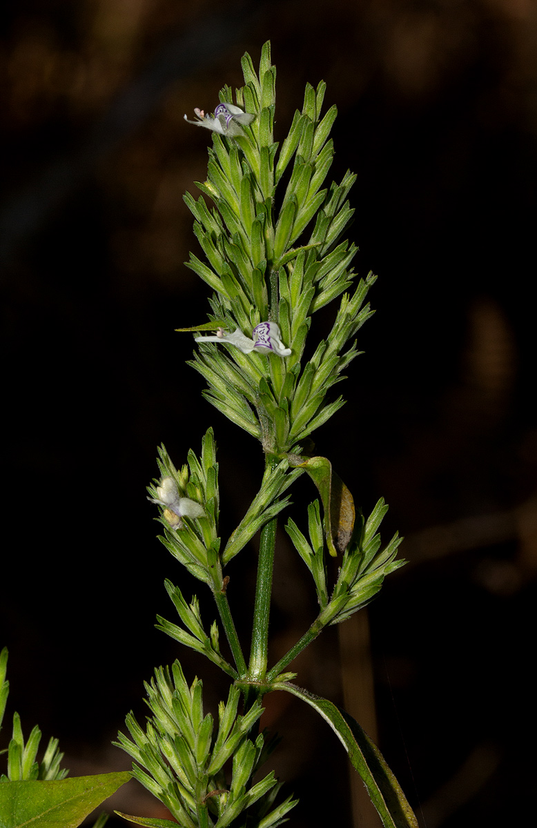 Hypoestes forskaolii subsp. forskaolii Hypoestes forskaolii subsp. forskaolii