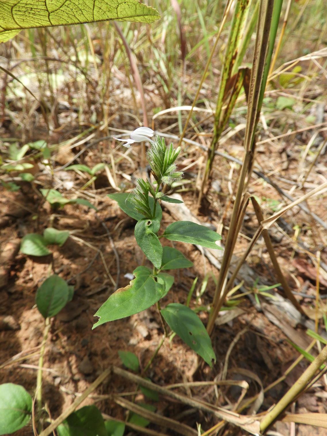 Hypoestes forskaolii subsp. forskaolii Hypoestes forskaolii subsp. forskaolii