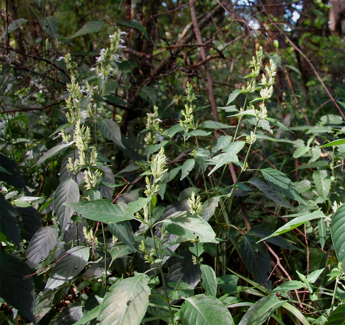 Hypoestes forskaolii subsp. forskaolii Hypoestes forskaolii subsp. forskaolii