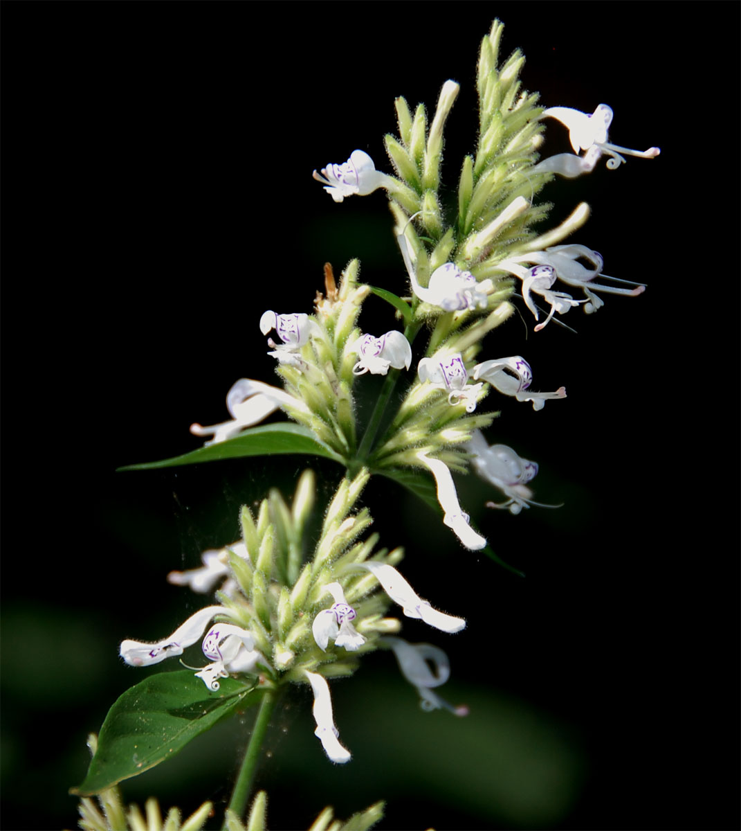 Hypoestes forskaolii subsp. forskaolii Hypoestes forskaolii subsp. forskaolii