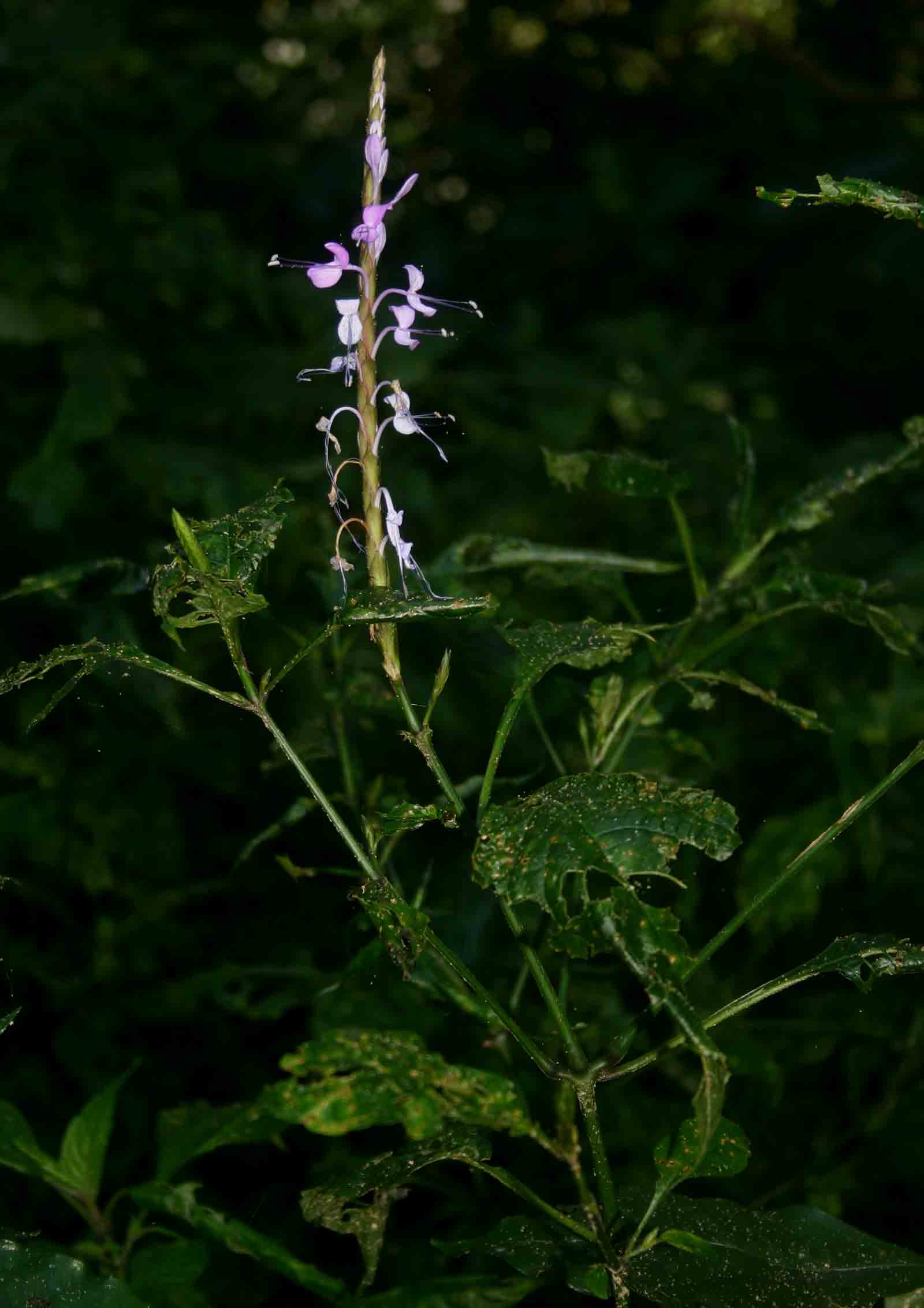 Brachystephanus africanus var. africanus Brachystephanus africanus var. africanus