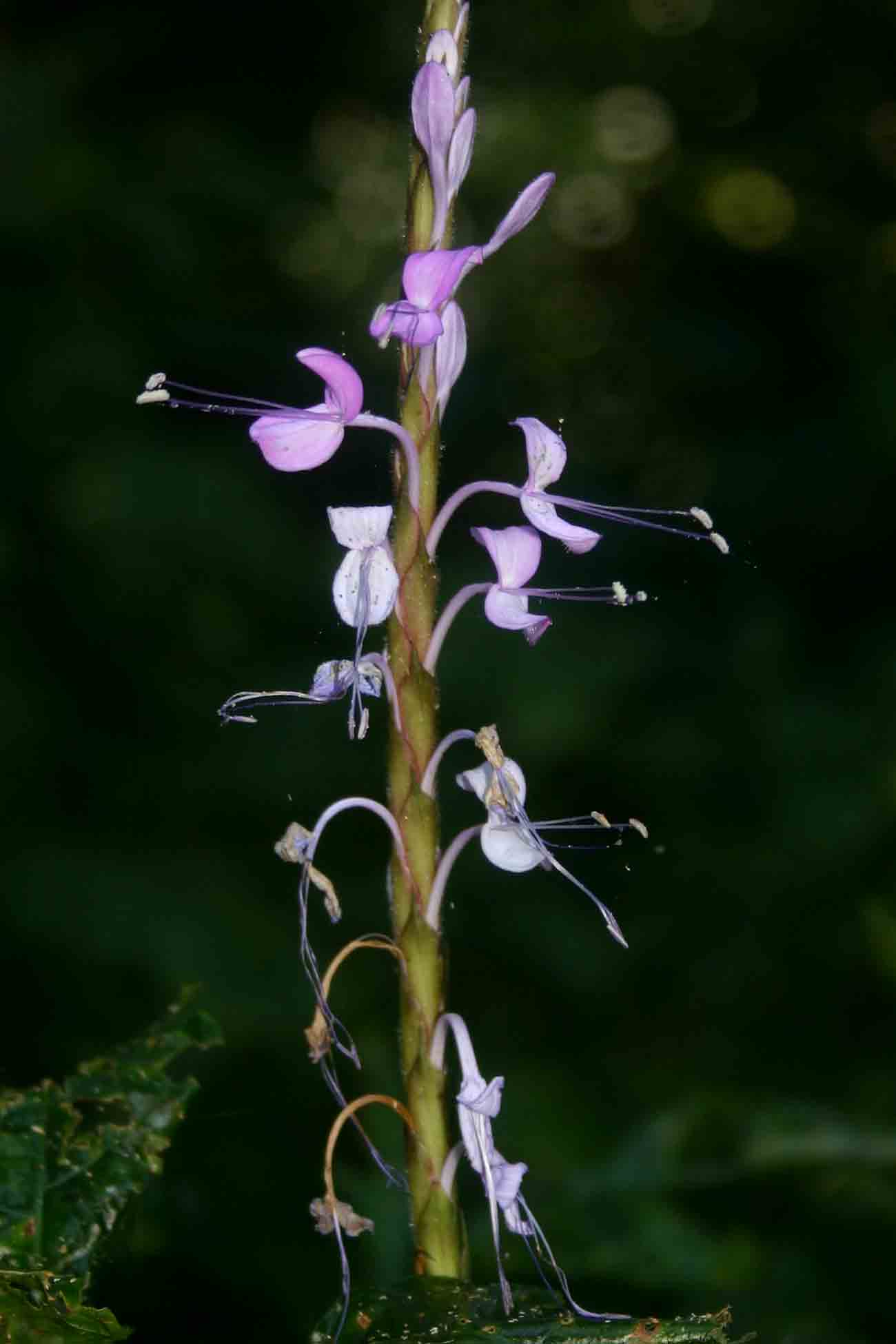 Brachystephanus africanus var. africanus Brachystephanus africanus var. africanus