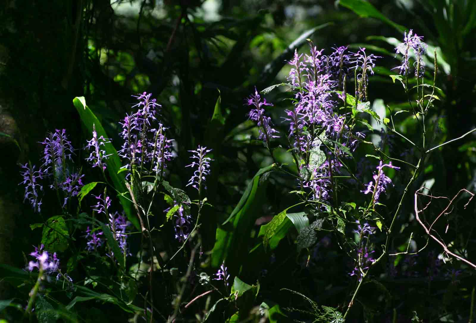 Brachystephanus africanus var. africanus Brachystephanus africanus var. africanus