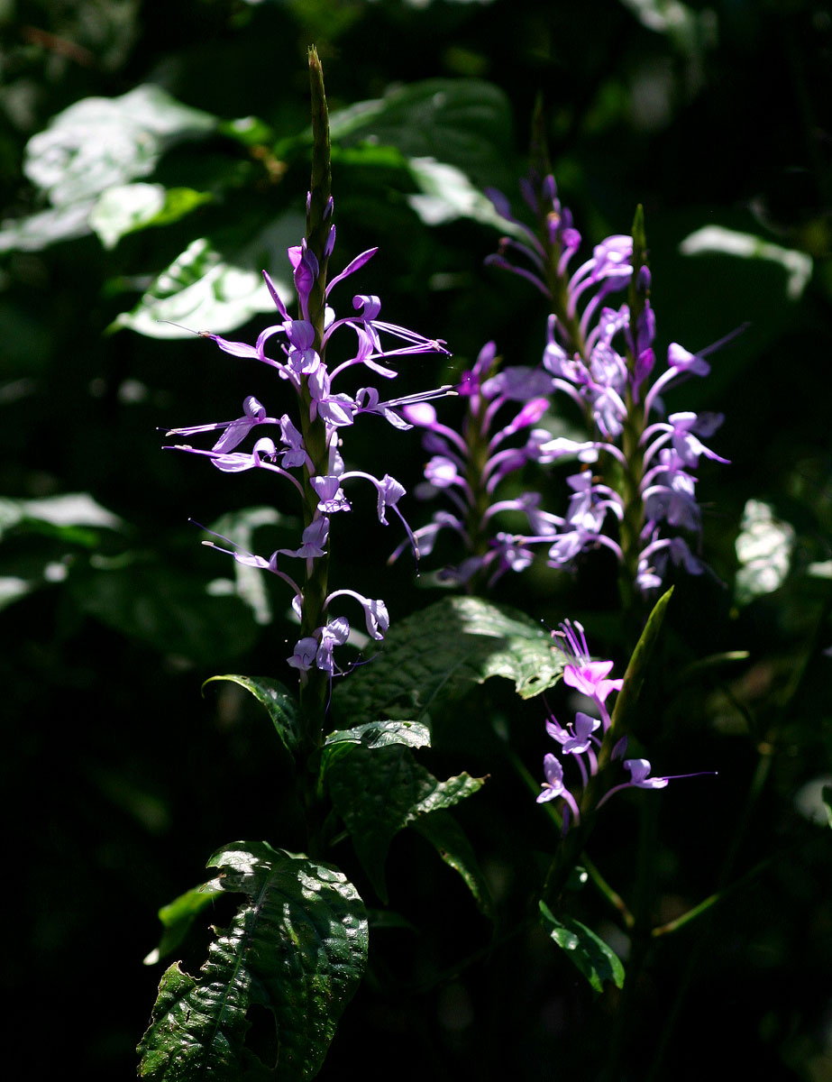 Brachystephanus africanus var. africanus Brachystephanus africanus var. africanus