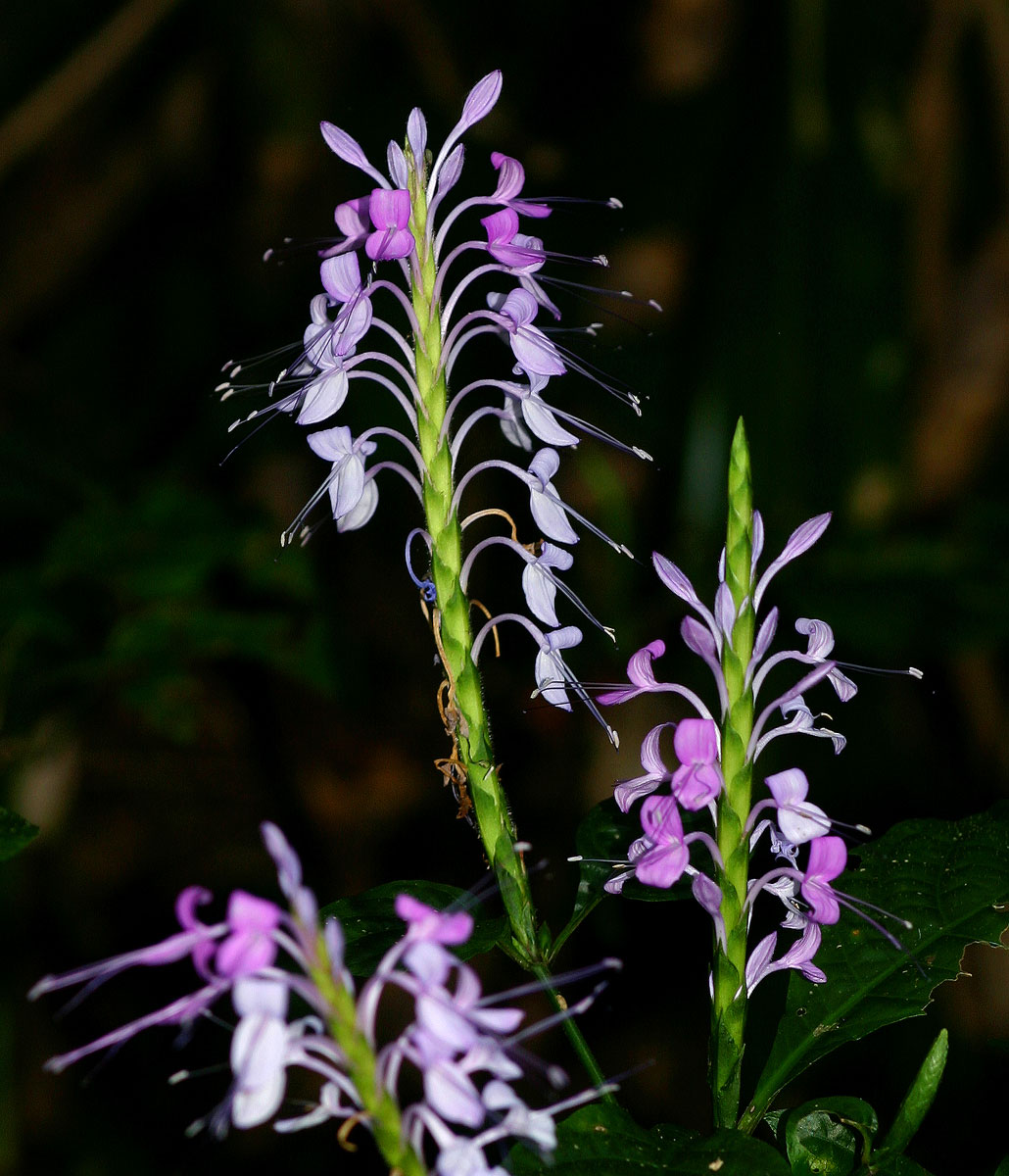 Brachystephanus africanus var. africanus Brachystephanus africanus var. africanus