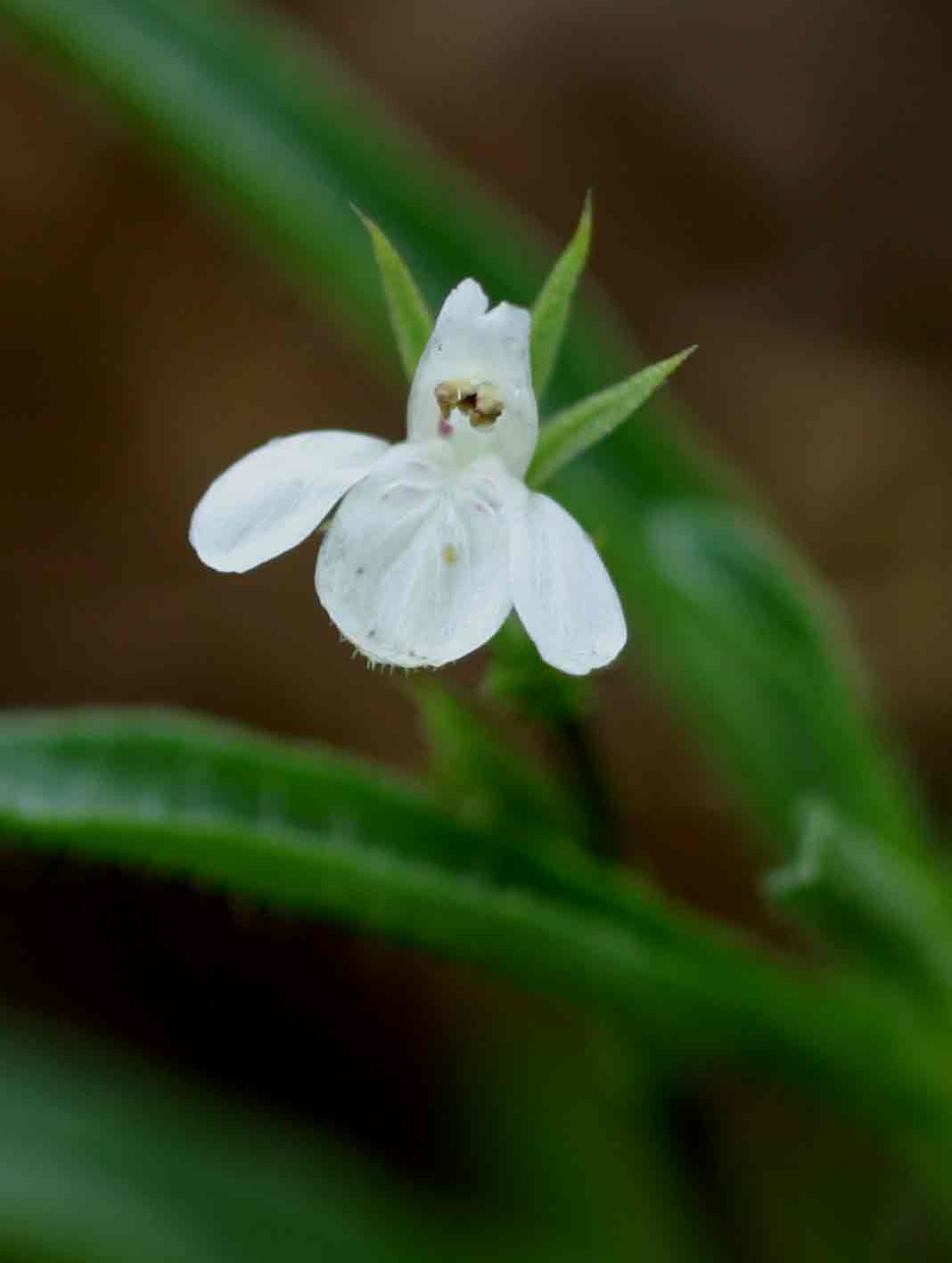 Justicia anagalloides Justicia anagalloides
