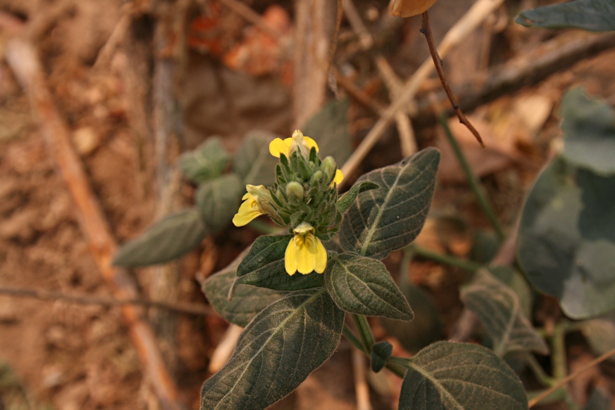 Justicia flava Justicia flava