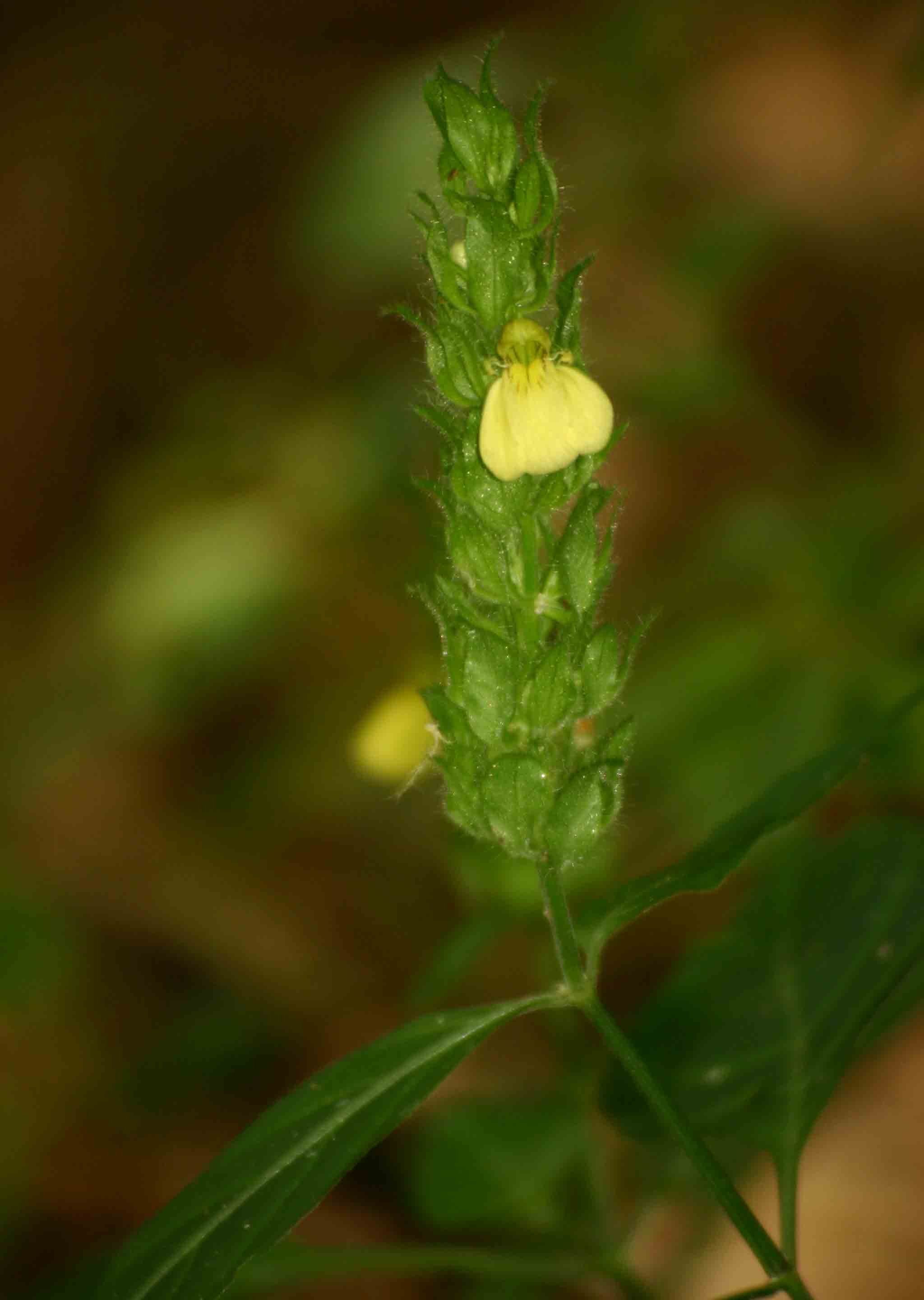 Justicia flava Justicia flava