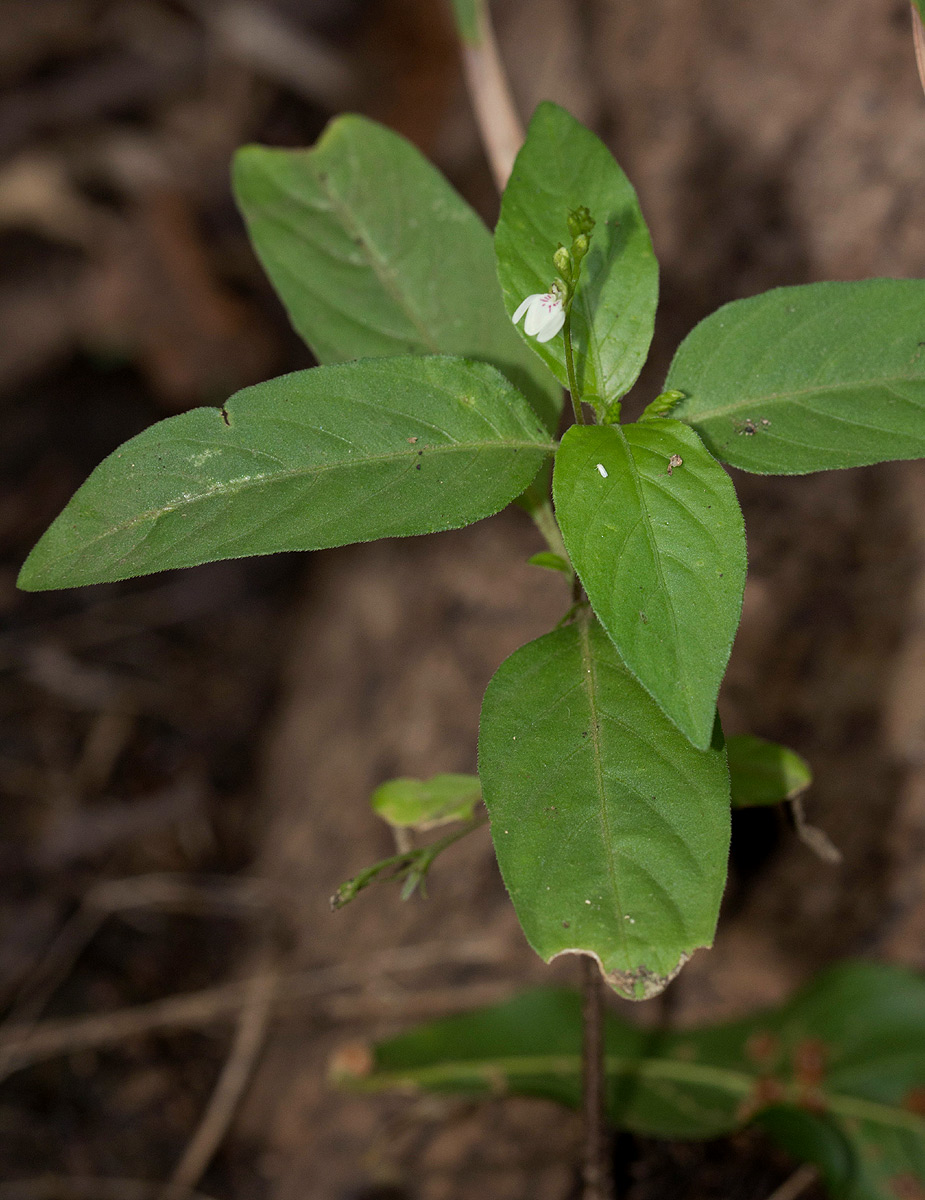 Justicia matammensis