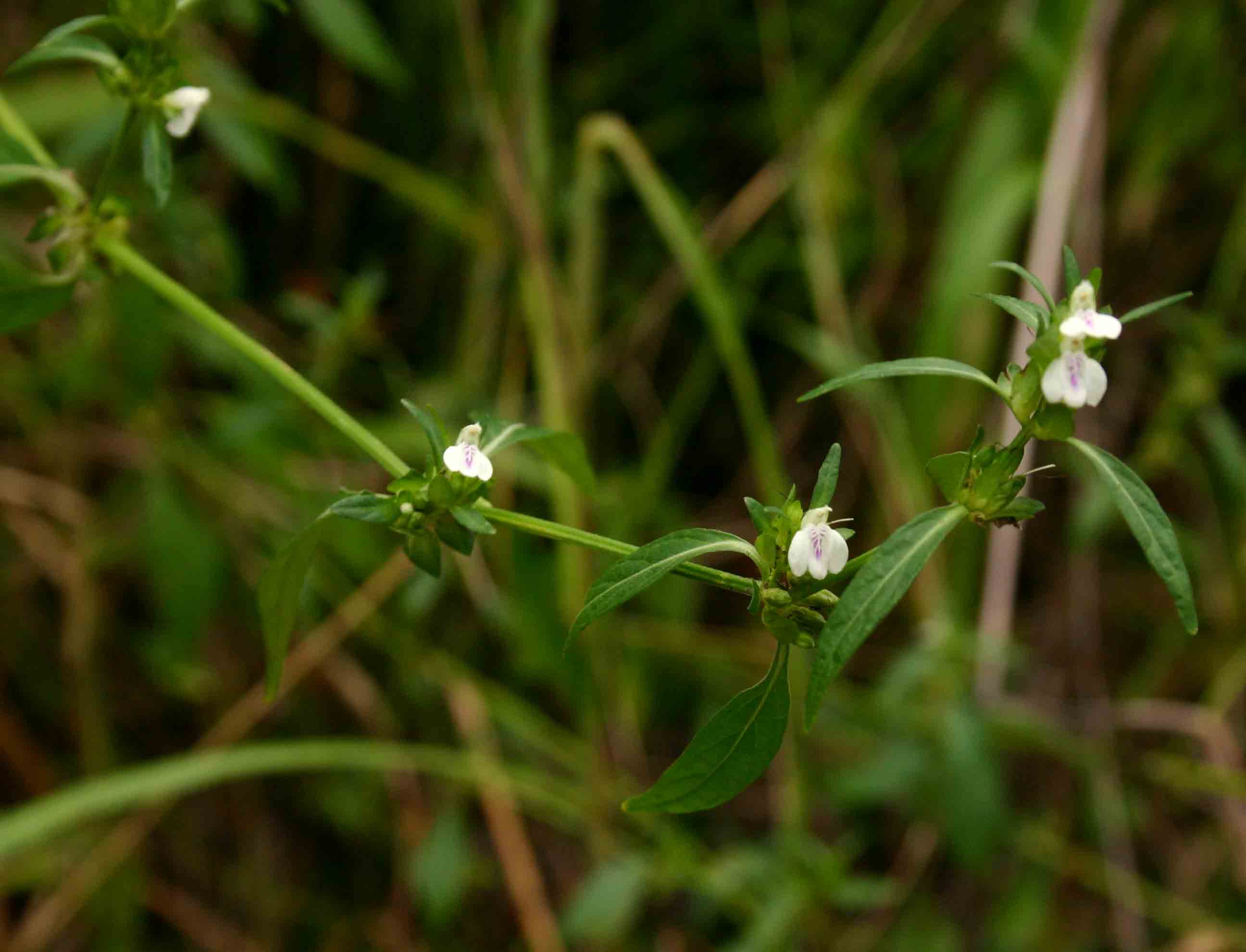 Justicia striata Justicia striata