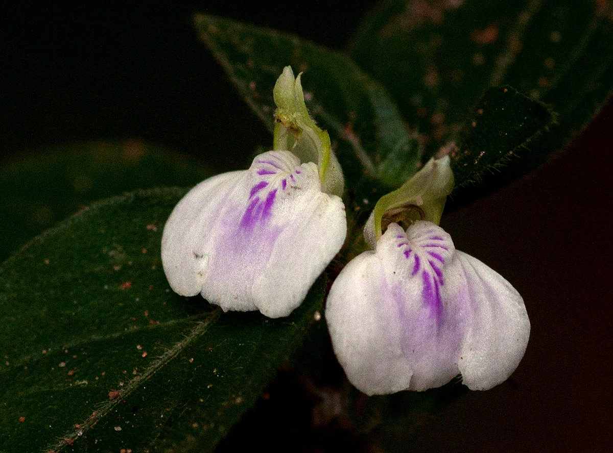 Justicia striata Justicia striata