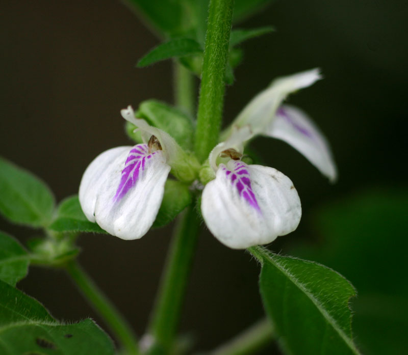 Justicia striata Justicia striata