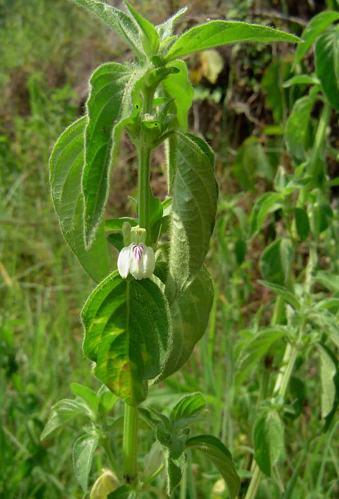 Justicia striata Justicia striata