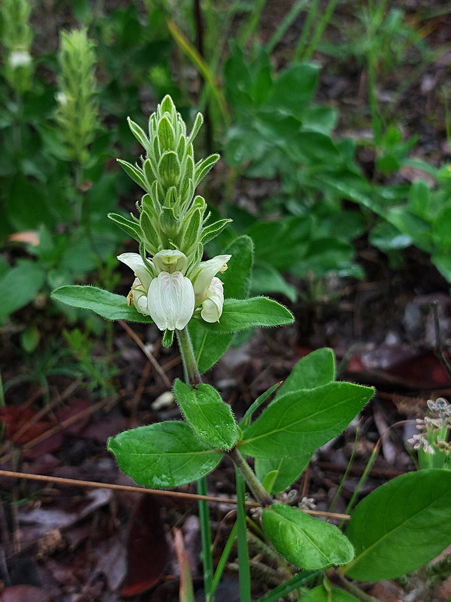 Pogonospermum subsessile