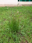 Plantago lanceolata