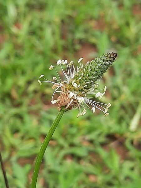 Plantago lanceolata Plantago lanceolata