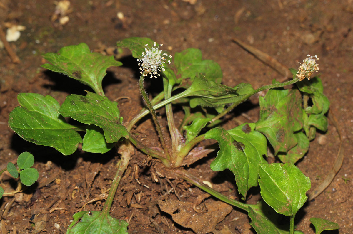 Plantago palmata Plantago palmata
