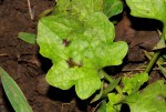 Plantago palmata