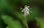 Plantago palmata