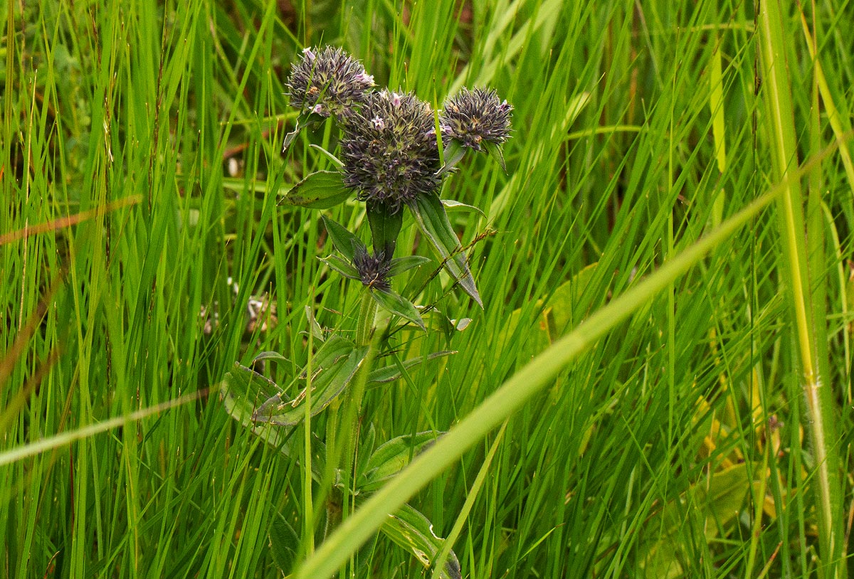 Agathisanthemum globosum